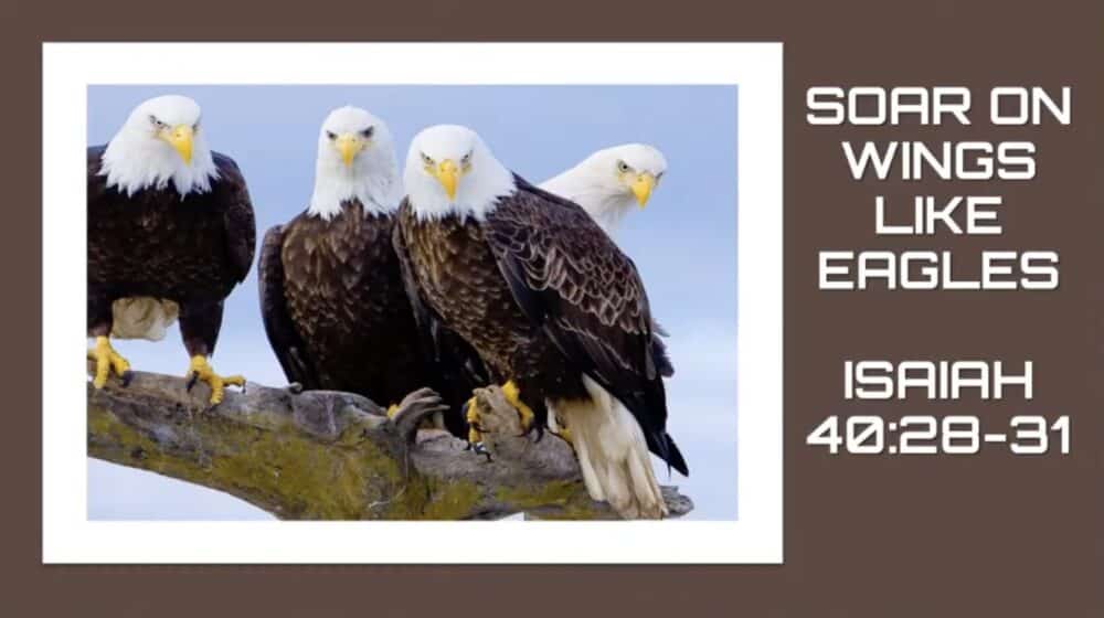 Soar on wings like eagles —  Isaiah 40:28-31 Image